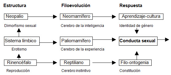 Estructura neurobiologica