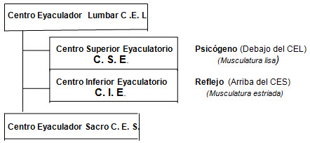 Mecanismo de la eyaculación masculina