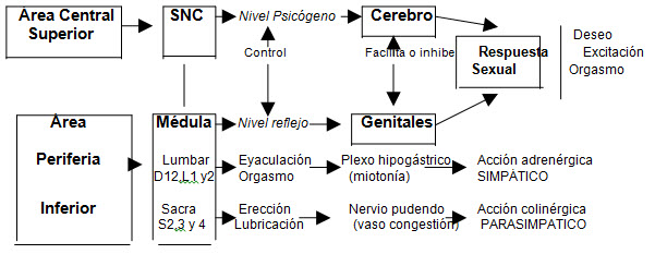 Sistema nervioso central