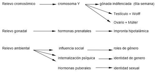 Relevos de dimorfismo sexual